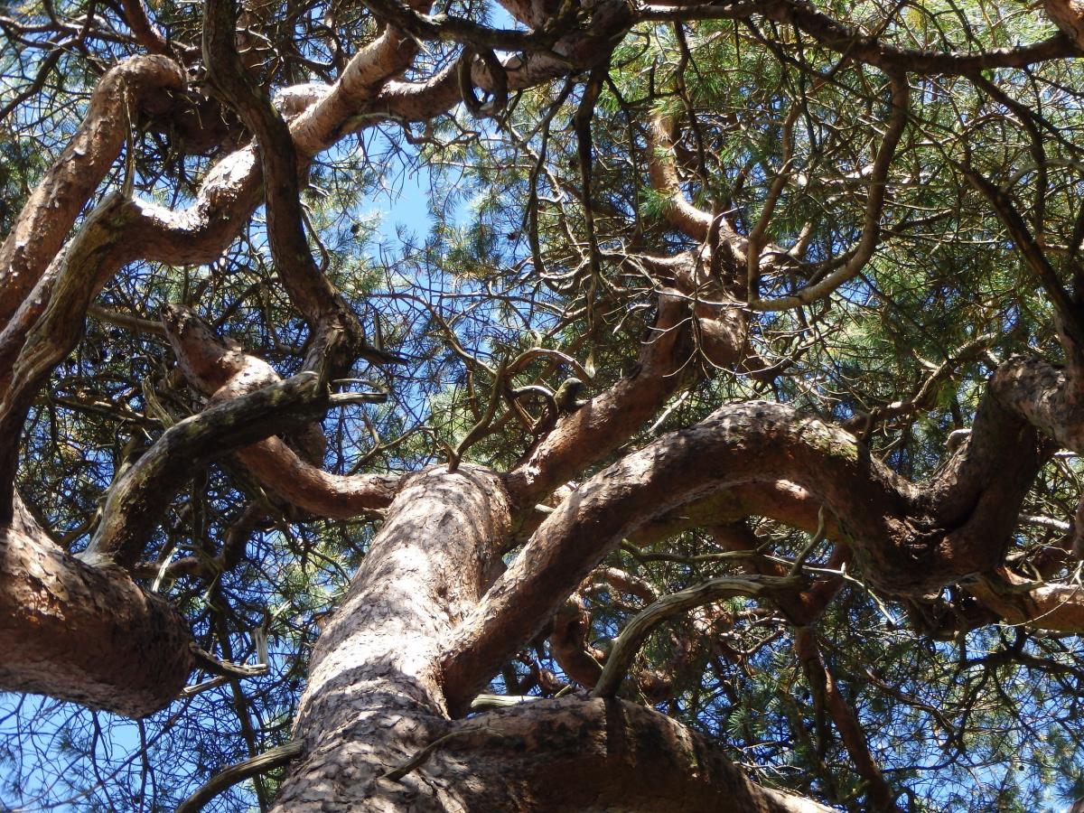 Forest Bathing Walk Forest Bathing Walk