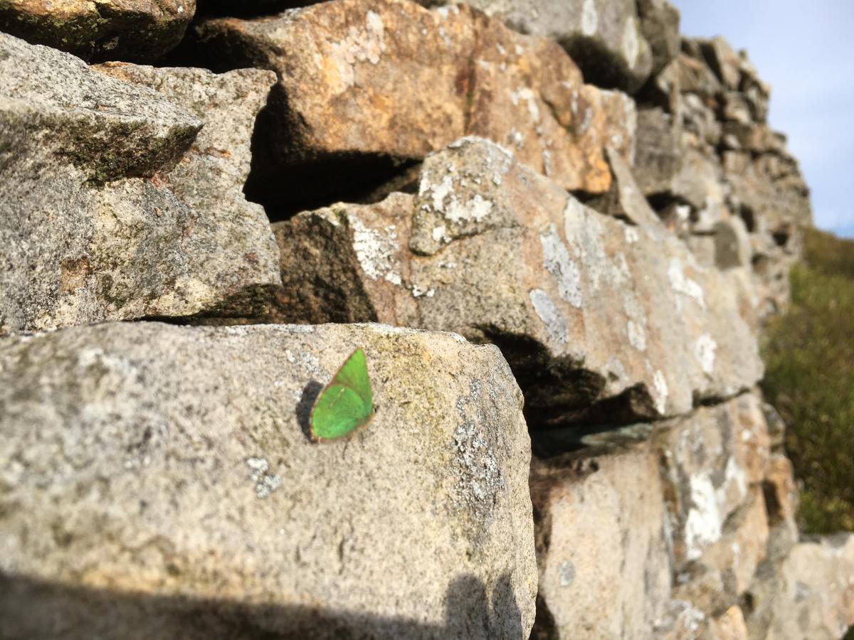 Green Hairstreak Butterfly by David Oyston Green Hairstreak Butterfly by David Oyston