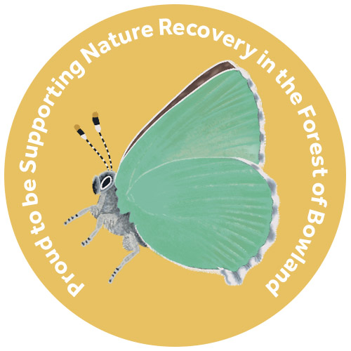 Green hairstreak butterfly Green hairstreak butterfly