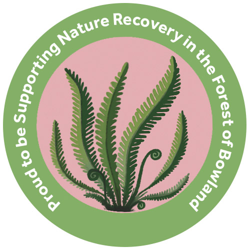 Champion Species - Hard Fern Champion Species - Hard Fern