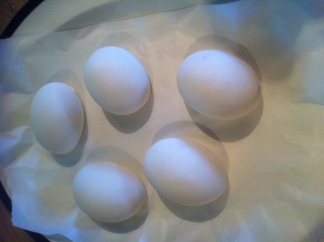 Hen harrier eggs