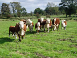 Grazing native Hereford cattle