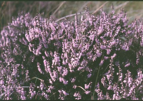 Heather © Jon Hickling Heather © Jon Hickling