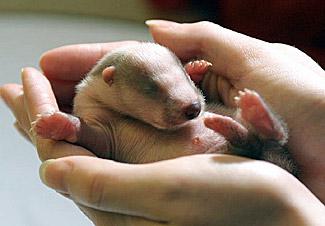 Baby badger, image copyright Paul Shoreman, LCC Baby badger, image copyright Paul Shoreman, LCC