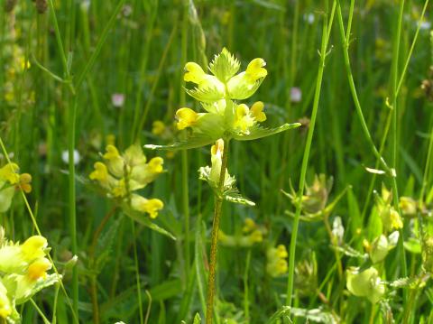 Yellow rattle © P Rayner, YDMT Yellow rattle © P Rayner, YDMT