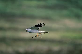 Hen Harrier male, image copyright Andy Hay Hen Harrier male, image copyright Andy Hay