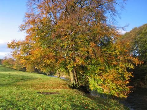 Autumnal tree, River Calder © Graham Cooper Autumnal tree, River Calder © Graham Cooper