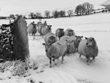 Sheep coming for feed in the snow at Little Mearley © Sarah whitwell
