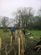 Hedge Laying Hedge Laying