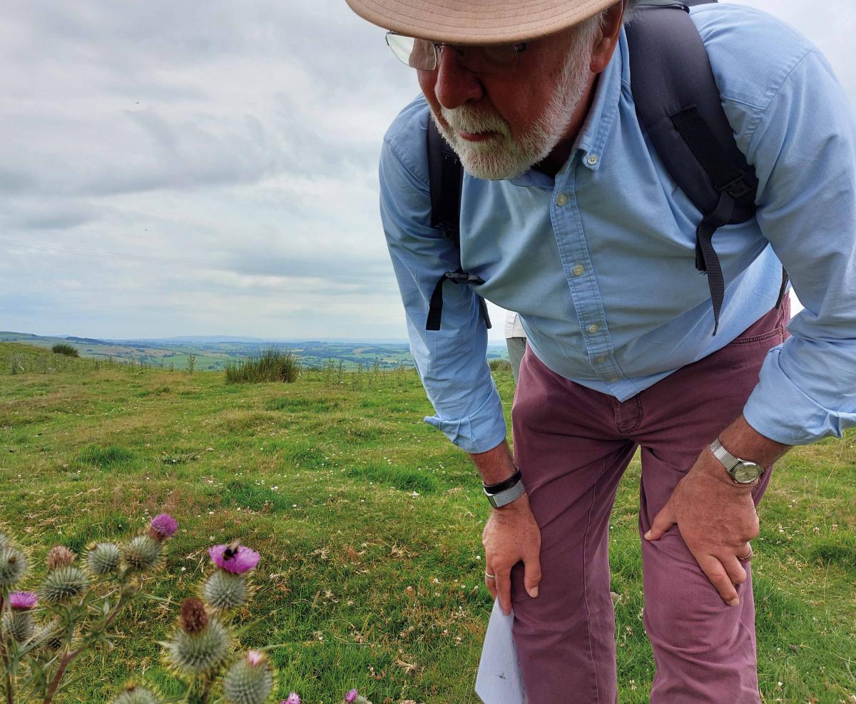 Bee Walk Volunteer