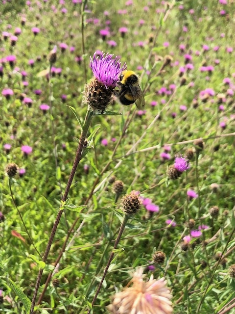 Bumblebee on purple wildflower