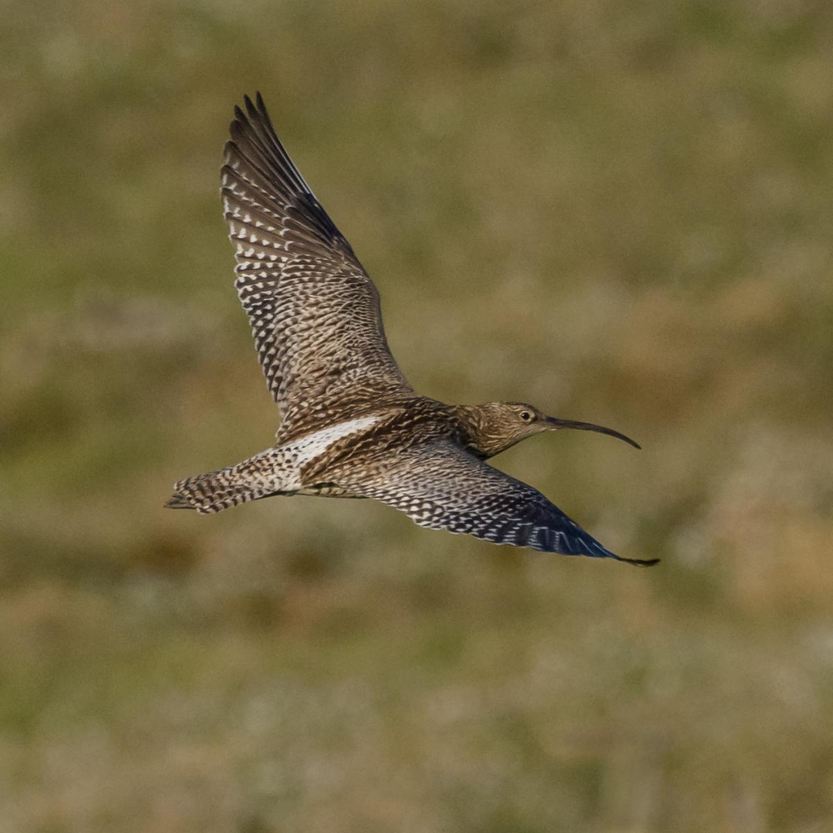 Curlew by Alan Owens