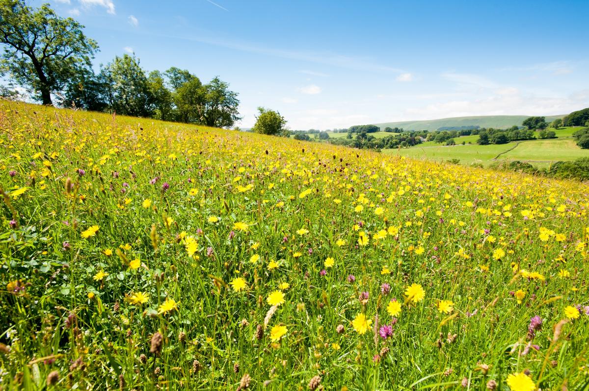 Traditional hay meadow