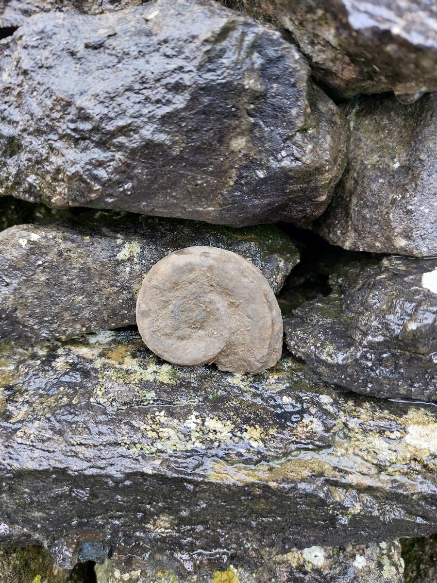 Ammonite fossil against a dry stone wall.
