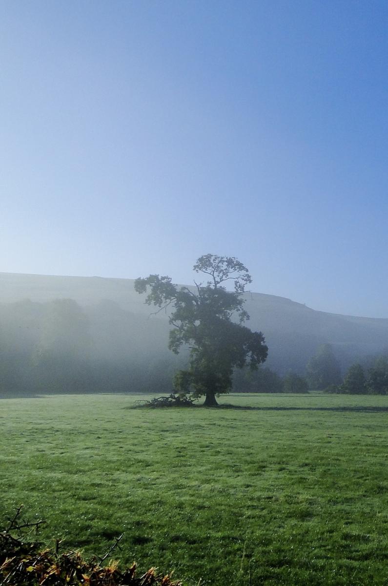 Morning mist Whitewell autumn (T Wilson)
