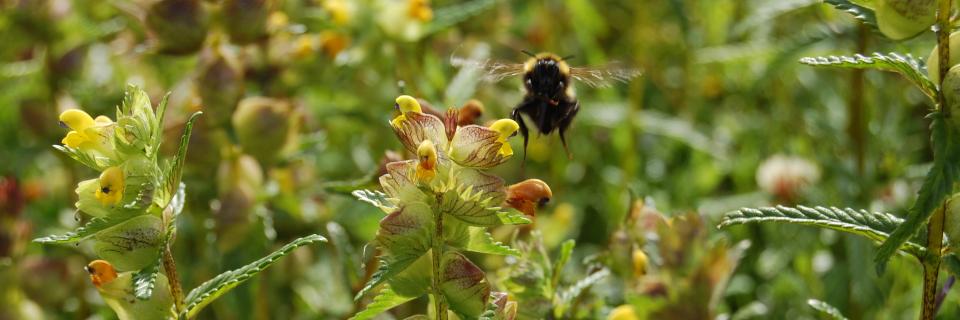 Bumblebee on yellow rattle by C Perry, YDMT