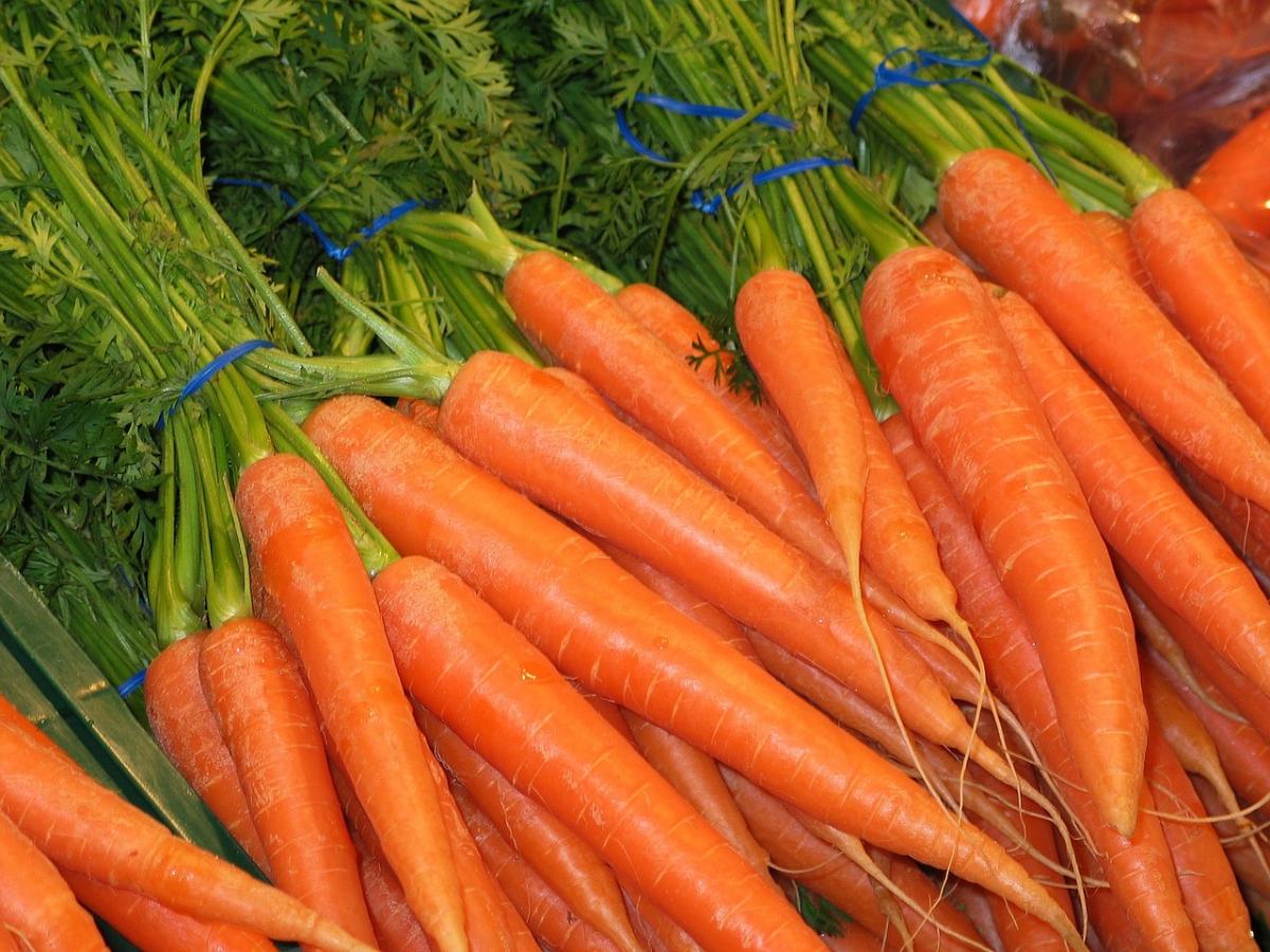 Carrots at Growing with Grace