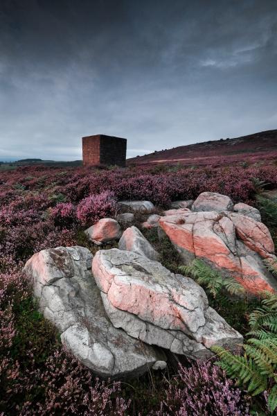 Evening Heather at Birk Bank