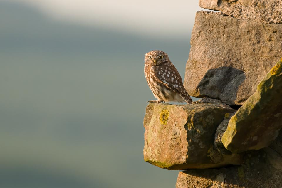 Little Owl 