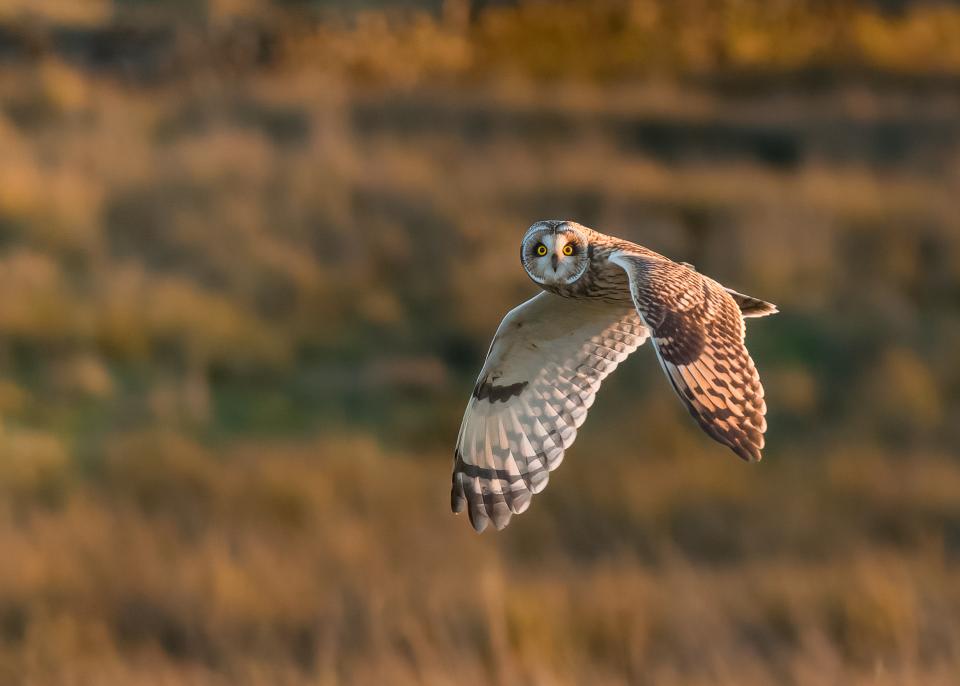 Short-Eared Owl 