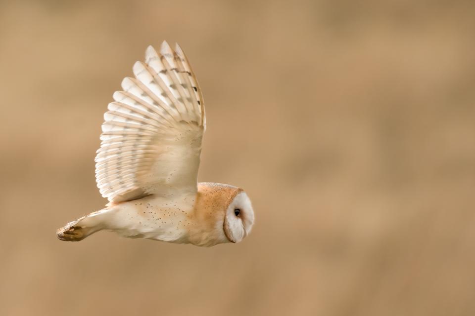 Barn Owl 