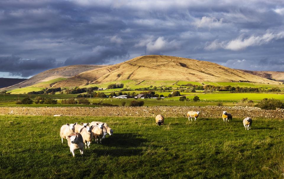 Sheep below Parlick