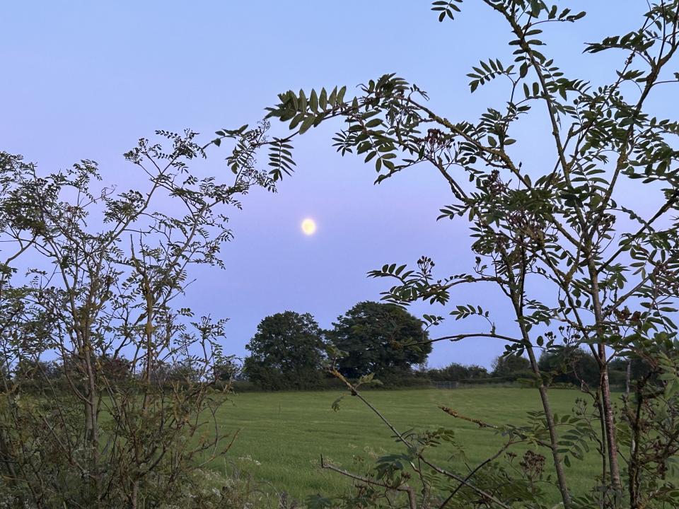 Under the Moon of Love