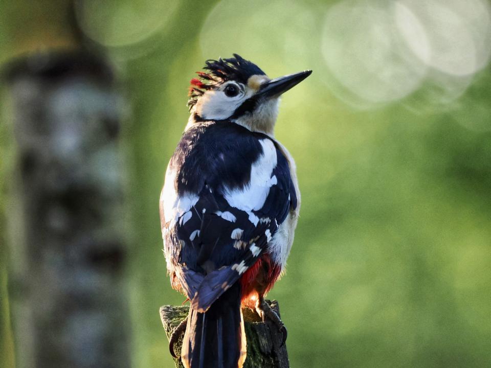 Woodpecker 