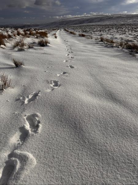 The Solo Hiker 