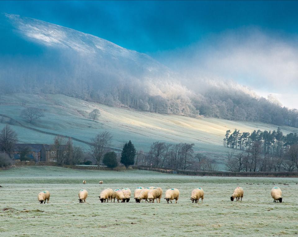 Sheep in the frost and mist.