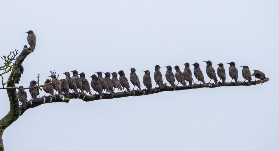 Starlings perched on a dull, wet morning.