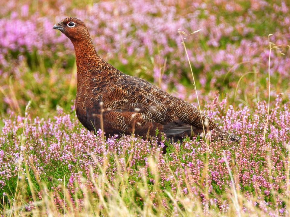 Red Grouse in the heather