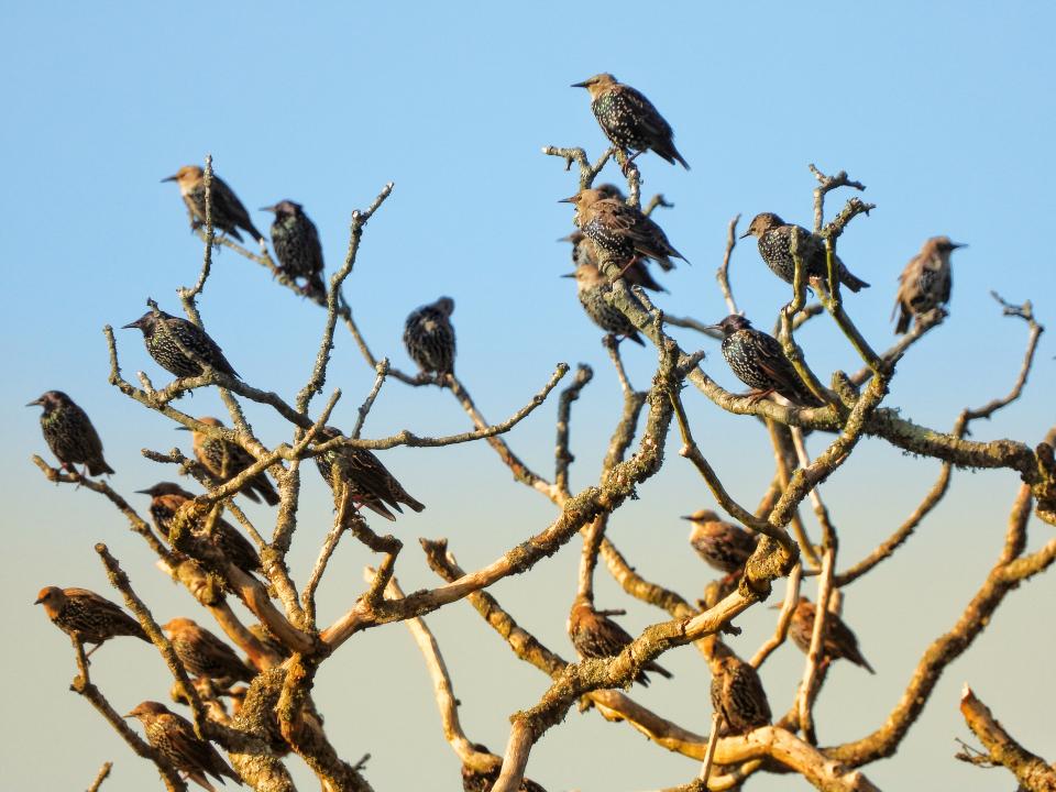 Roosting Starlings