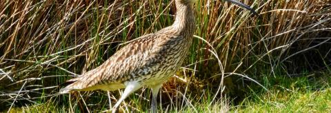 Curlew in the Rushes  © Alice Nuttall