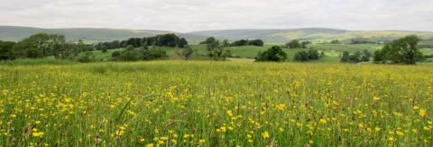 Bowland Buttercups © Sue Lowe