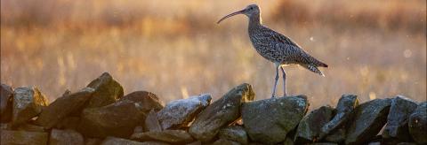 Curlew on a Wall © Jon Brook