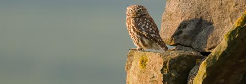 Little Owl  © Tom Wilson 