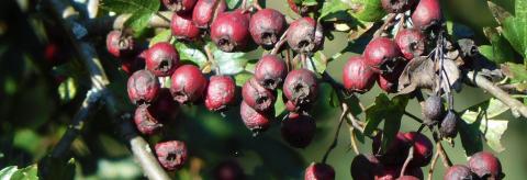 Hawthorn Berries © Bev Woods