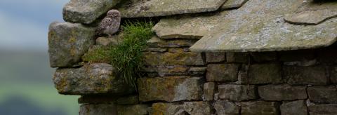 Little Owlet learning to fly © Mark Harder