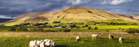 Sheep below Parlick © Mike Coleran