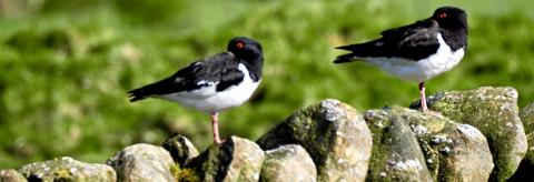 Perfect Symmetry - Oystercatchers © Suzanne Nuttall