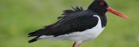 Ruffled Feathers  - Oystercatcher  © Suzanne Nuttall