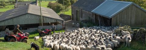 Gathering Swaledale ewes and lambs for shedding. © John Eveson