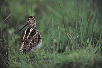 Snipe © Andy Hay Snipe © Andy Hay