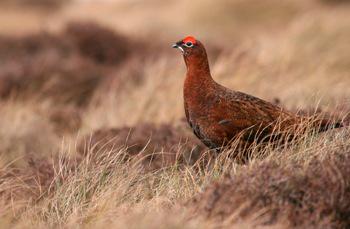 Red Grouse © Tom Marshall Red Grouse © Tom Marshall