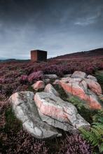 Evening Heather at Birk Bank © Jamie Rowe