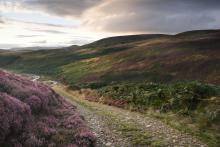 Bowland Gold  © Jamie Rowe