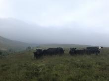 Cloudy skies and conservation grazers at work!! © Steve Taylor