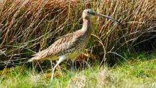 Curlew in the Rushes  © Alice Nuttall