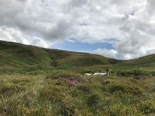 Countrybred Ewe on the moorland with her lambs what a place!! © Steve Taylor